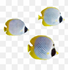 Adding To My Beautiful Tropical - Coral Reef Fish Emoji