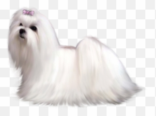 Maltese Png And Vectors For Free - Dog Emoji