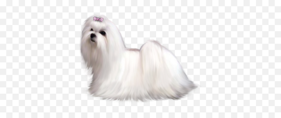 Maltese Png And Vectors For Free - Maltese Dog Emoji,Maltese Emoji