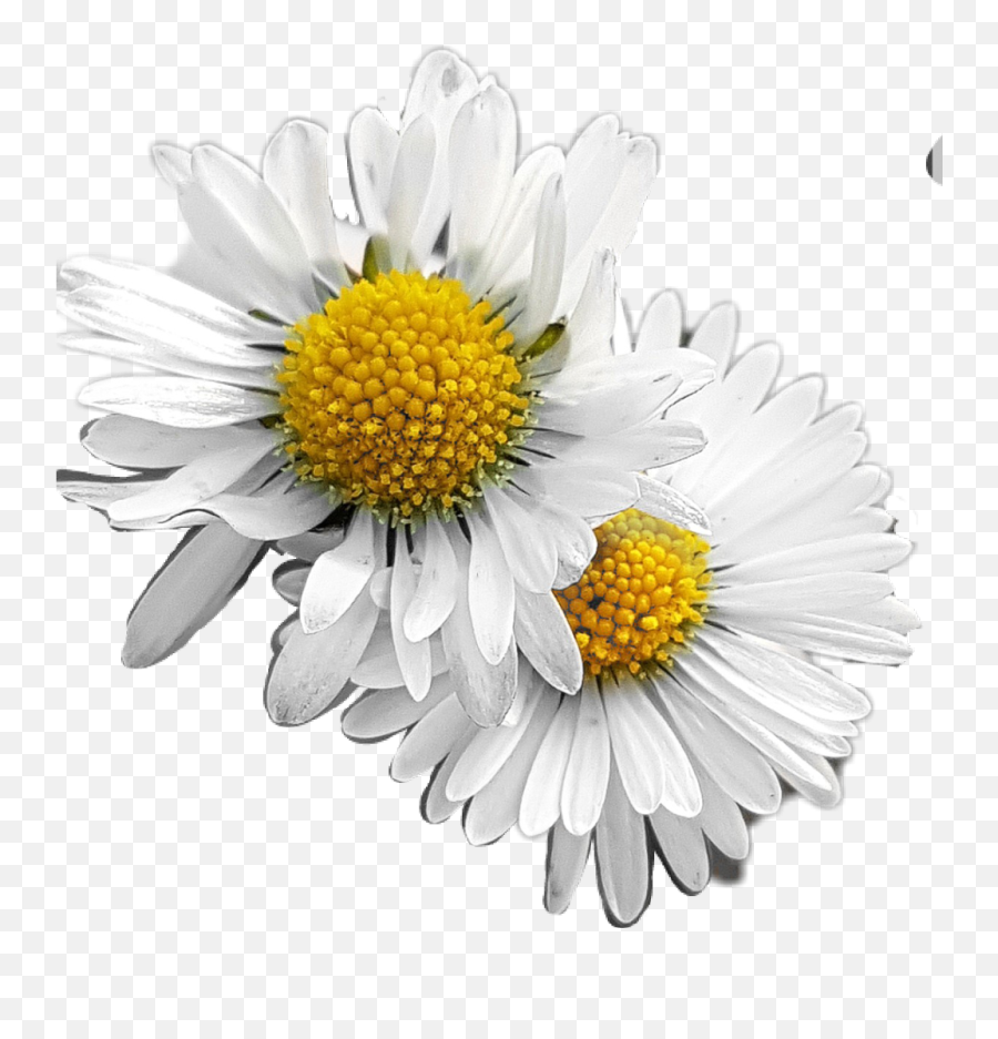 Fiori Flower Margherite Nature - Daisy Emoji,Titty Emoji