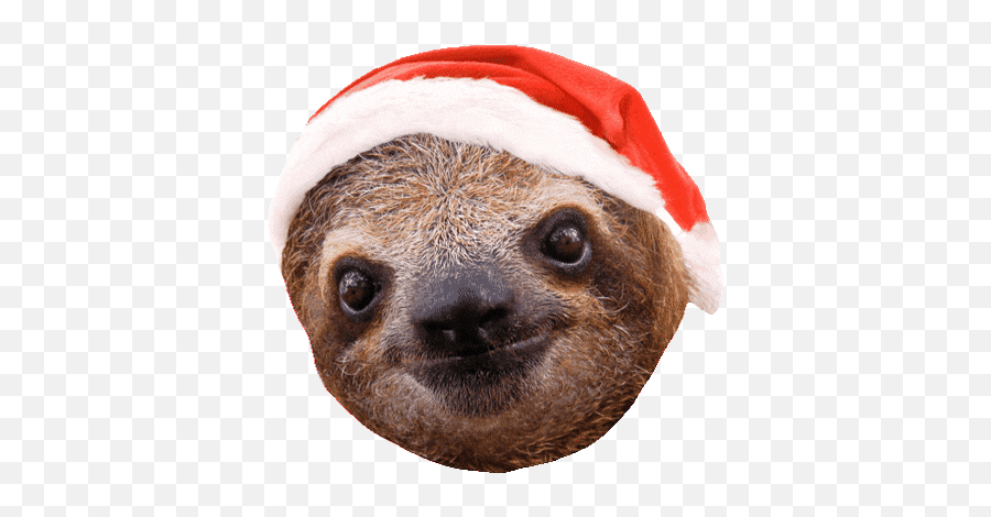 Top Sloth Study Stickers For Android U0026 Ios Gfycat - Sloth Christmas Real Emoji,Is There A Sloth Emoji