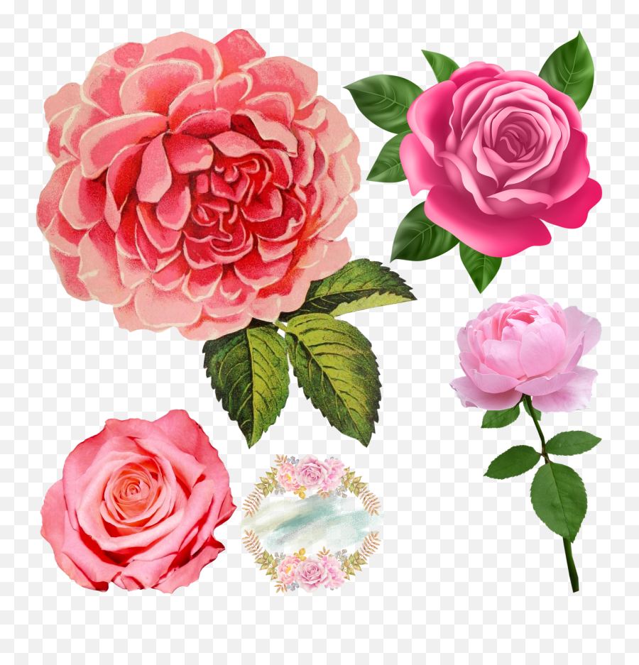 Free Pink Roses Transparent Download - Transparent Transparent Background Roses Graphic Emoji,Pink Rose Emoji