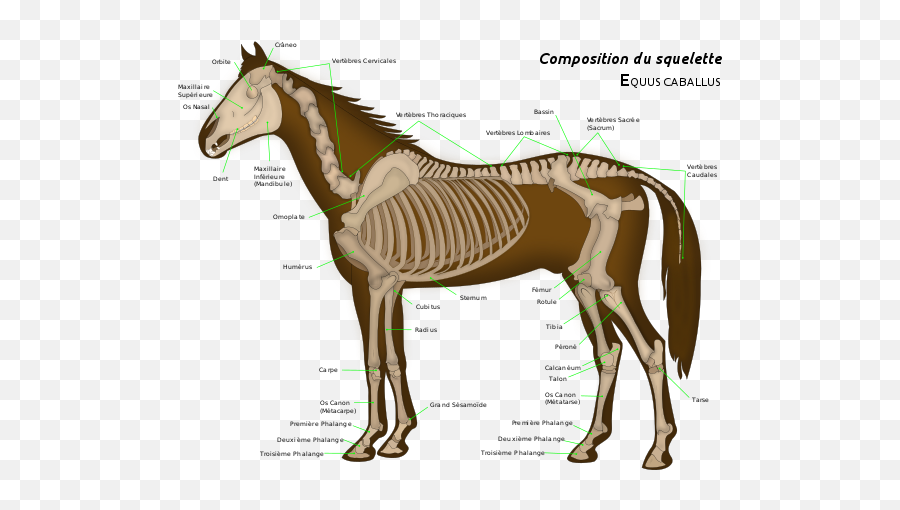 Horse Anatomy - Horse Bones Emoji,Emoji Horse And Plane