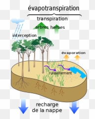 Surface Water Cycle Fr - Relationship Between Water And Crop Yields Emoji,Palm Tree Emojis