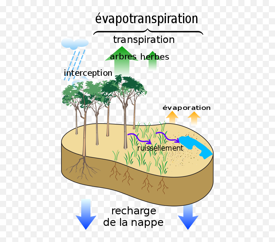 Surface Water Cycle Fr - Relationship Between Water And Crop Yields Emoji,Palm Tree Emojis