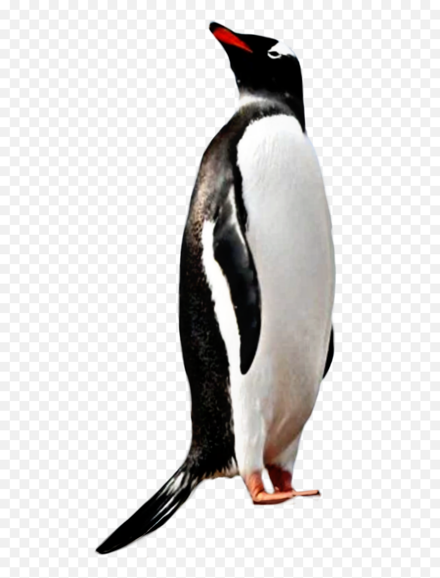 Bingo Penguin Penguins Birds Bird Ocean - Emperor Penguin Emoji,Penguins Emoji