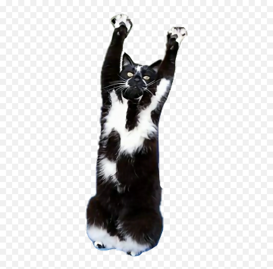 Freetoedit Cute Black White Cat Stick Em Up - Paw Emoji,Black And White Cat Emoji