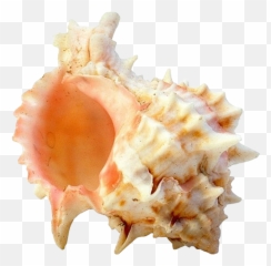 Seashell Png - Portable Network Graphics Emoji,Conch Shell Emoji