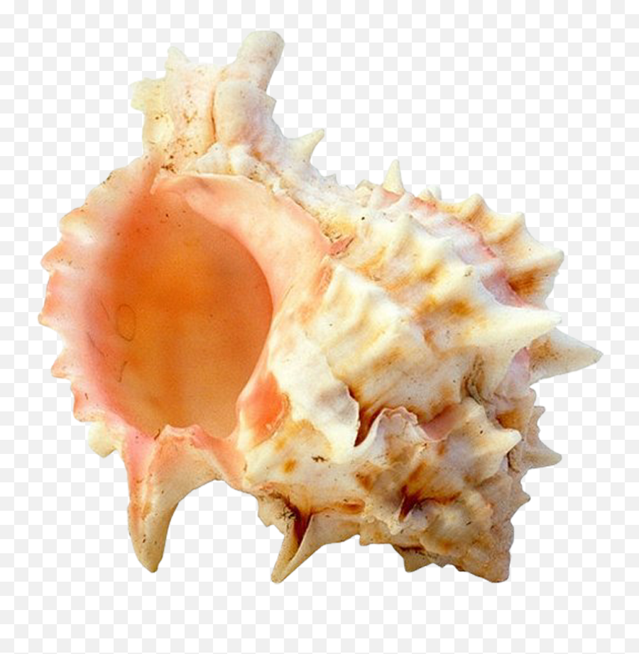 Seashell Png - Portable Network Graphics Emoji,Conch Shell Emoji