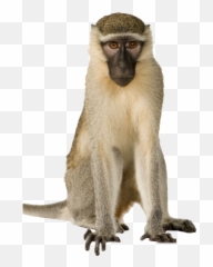 Roman Creativity When It Came To Punishing Those Who - Monkey Png Emoji,Cheesy Grin Emoji