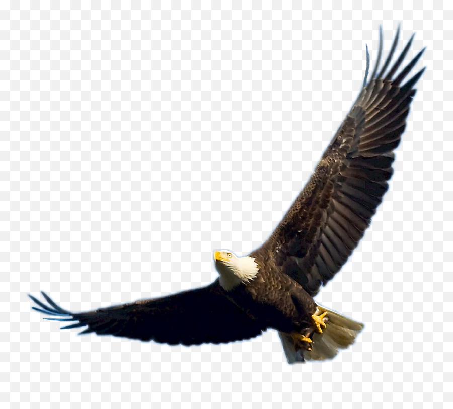 Eagle Bird Freetoedit - Cause Of Endangerment Of Bald Eagles Emoji,Eagle Emoji