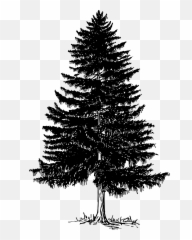 Pinetree Vector Fine Tree Transparent Png Clipart Free - Evergreen Black And White Emoji