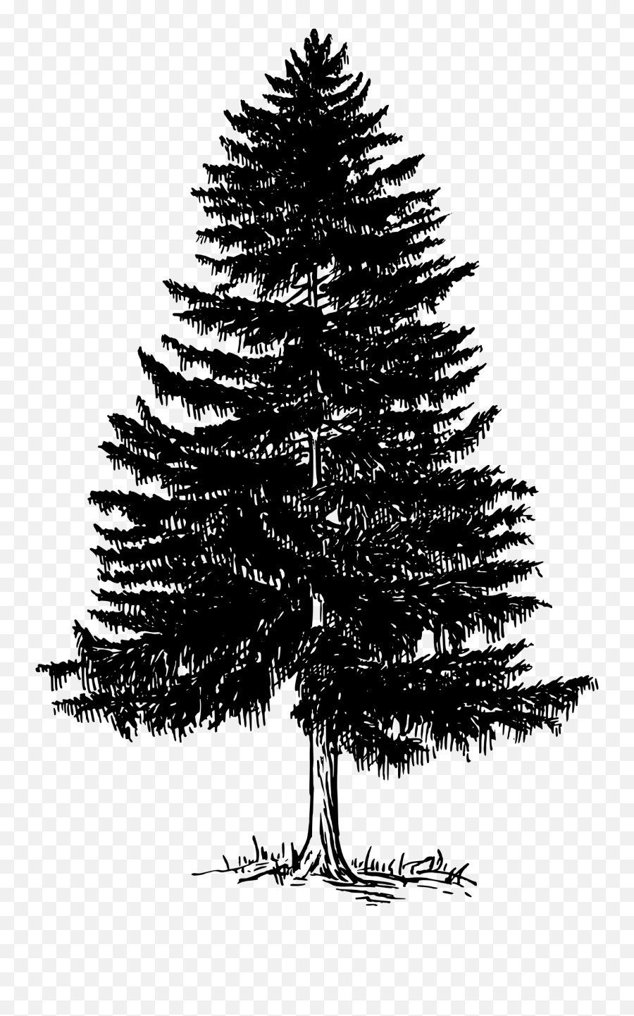 Pinetree Vector Fine Tree Transparent Png Clipart Free - Evergreen Tree Black And White Clipart Emoji,Pine Tree Emoji