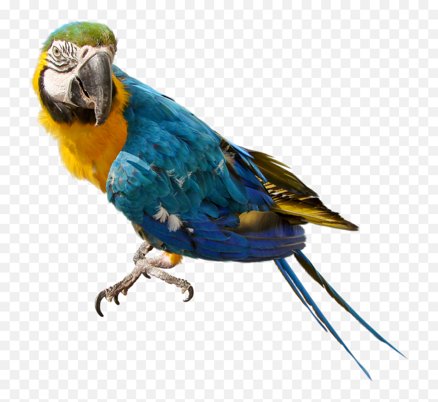 Download Free Parrot Free Download Png Icon Favicon - Transparent Parrot Emoji,Parrot Emoji
