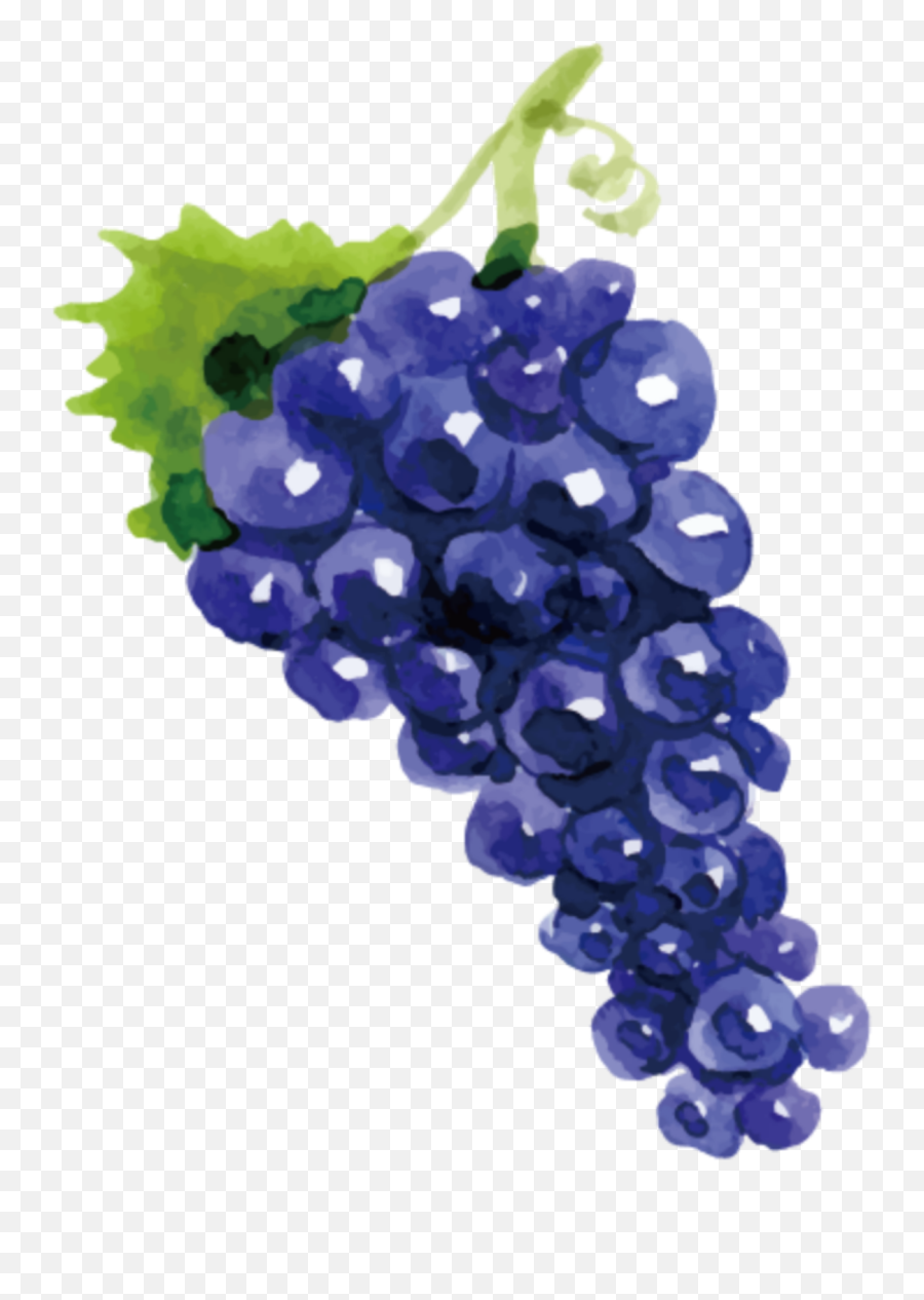 Mq Blue Grape Grapes Fruit - Sticker By Marras Grapes Drawing Png Emoji,Grape Emoji