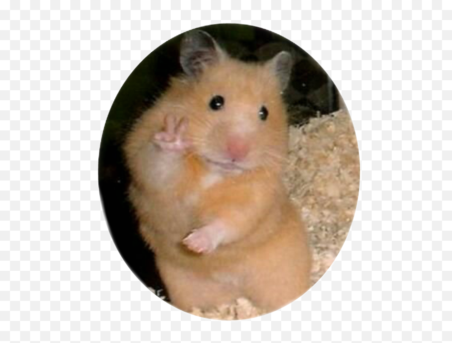 Hamister Animal Animals - Hamster Paz Emoji,Hamster Emoji