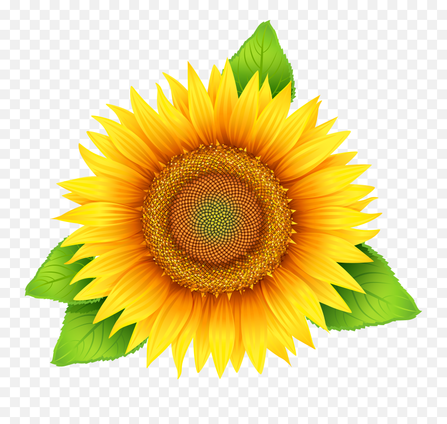 Png Sunflower Transparent Sunflowerpng Images Pluspng - Sunflower Clipart Png Emoji,Sunflower Emoji Png