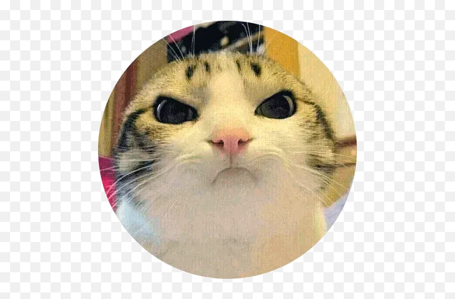Lil Savage Meow Meow Whatsapp Stickers - Funny Happy Retirement Meme Emoji,Cat Heart Emoji Meme