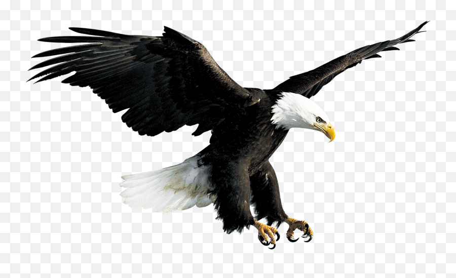 Bald Eagle Hawk Falconiformes - Transparent Background Eagle Png Emoji,Eagle Emoji