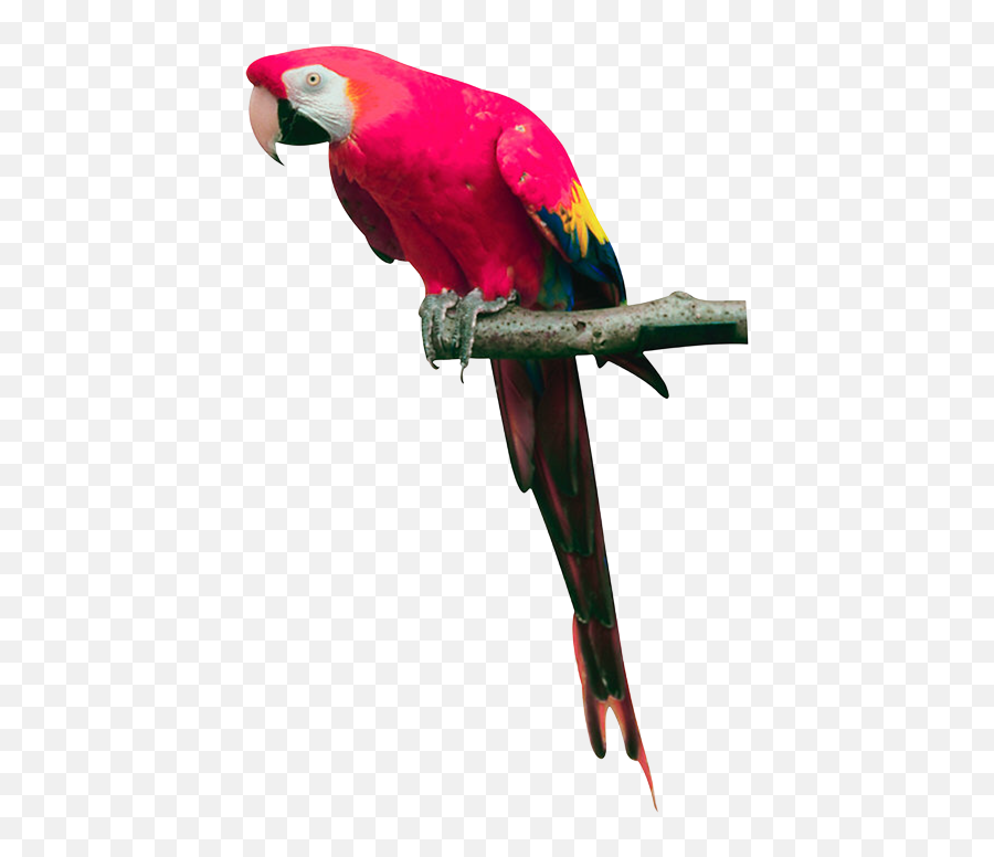 Long Parrot Tail - Parrot Png Emoji,Parrot Emoji
