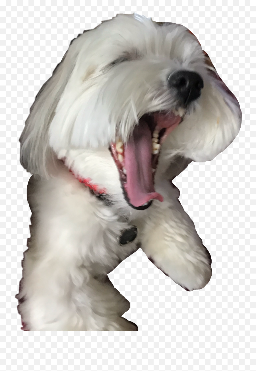 Cutedog Puppy Gracie Laughingdog Fre - Dog Yawns Emoji,Laughing Dog Emoji