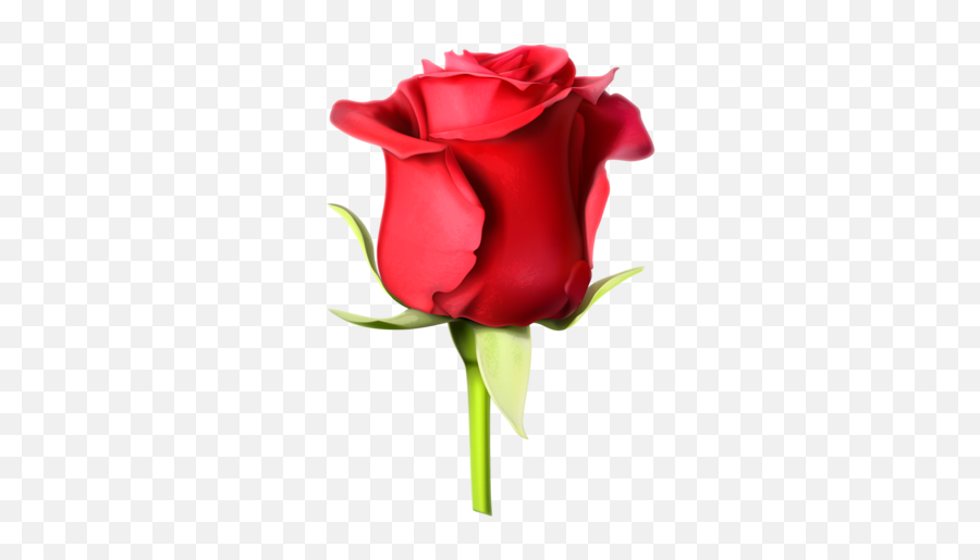 Photo From Album On In 2020 Rose Hd Rose - Rose Full Hd Images Download Emoji,Rose Emoji Png
