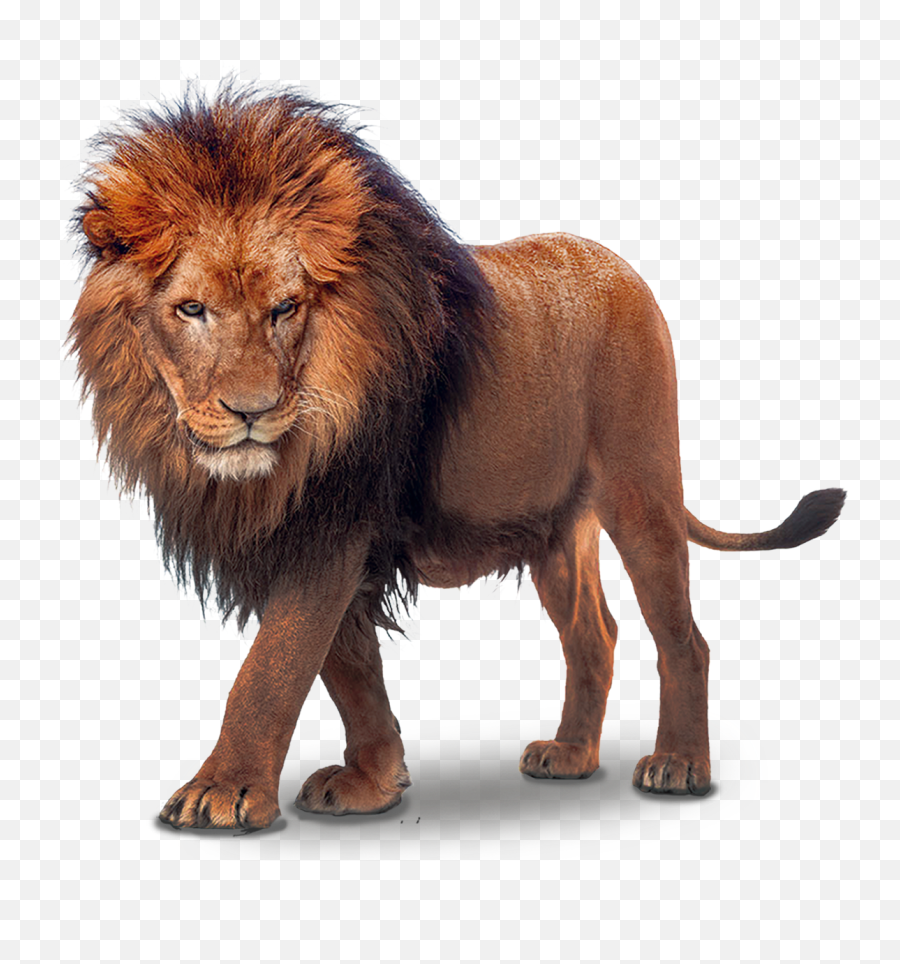 Mq Lion Lions Wild Wildlife Wildanimals Nature - Transparent Lion Png Emoji,Wild Emoji