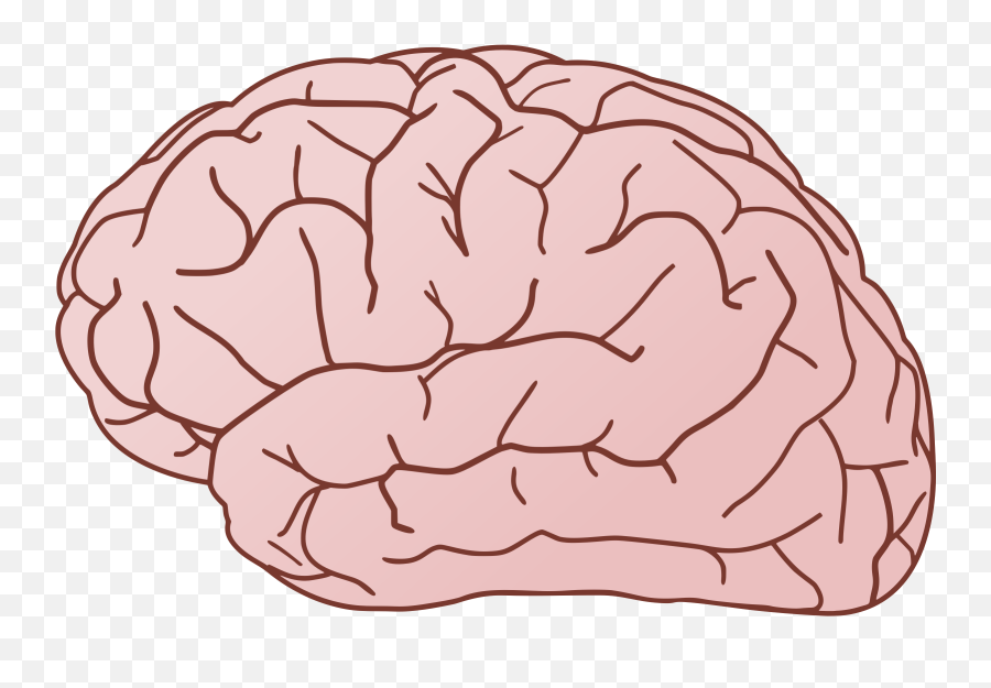 Clipart Brain Exterior Side View - Clip Art Library Brain Clip Art Emoji,Brain Emoji Png