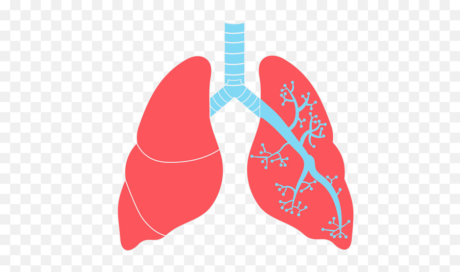 Transparent Background Lungs Clipart - Lungs Png Emoji,Lung Emoji