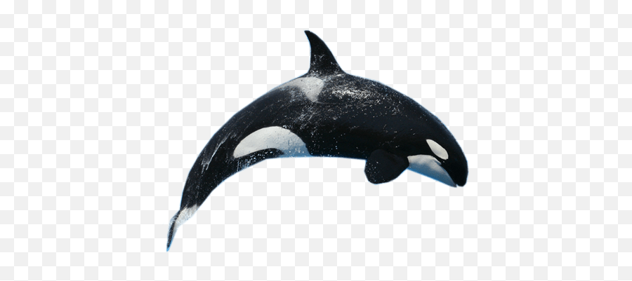 Whale Png Blue Whale Cute Sea Fish - Killer Whale Transparent Background Emoji,Orca Emoji