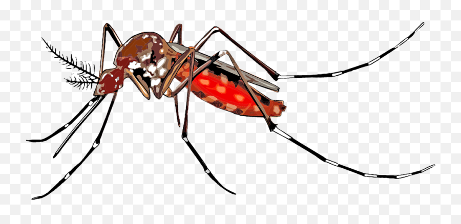 Free Spreading Spread Images - Mosquito Del Dengue Png Emoji,Palm Tree Emoji