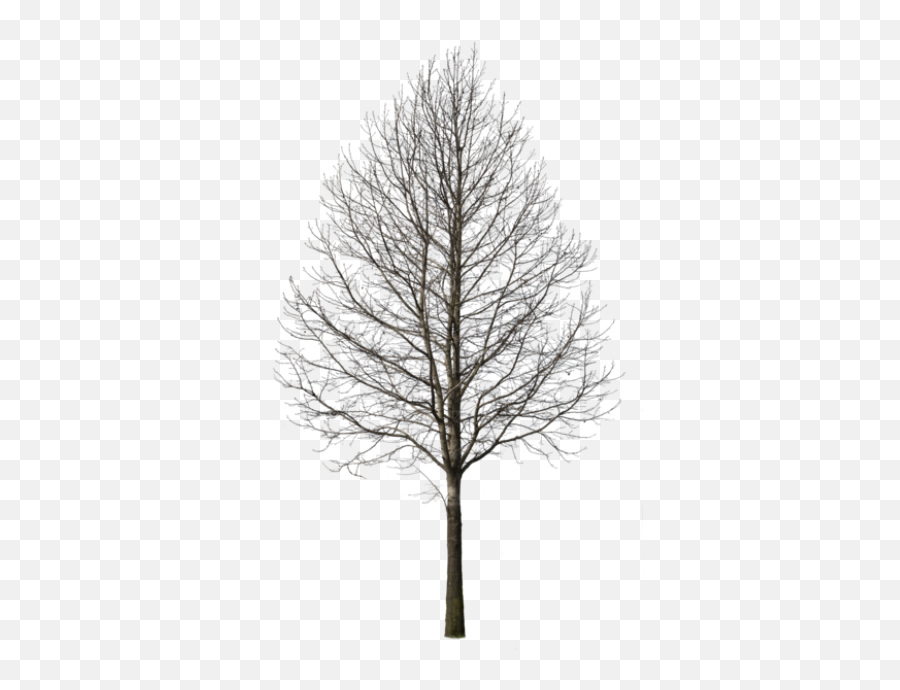 Deciduous Png And Vectors For Free Download - Dlpngcom Transparent Winter Tree Png Emoji,Trees Emoji