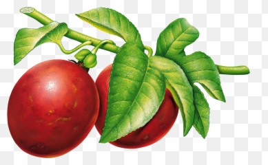 Plum Png Image - Plum Png Emoji,Peanut Butter Emoji