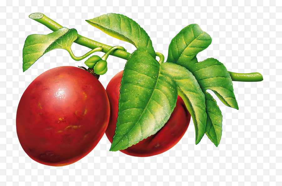 Plum Png Image - Plum Png Emoji,Peanut Butter Emoji