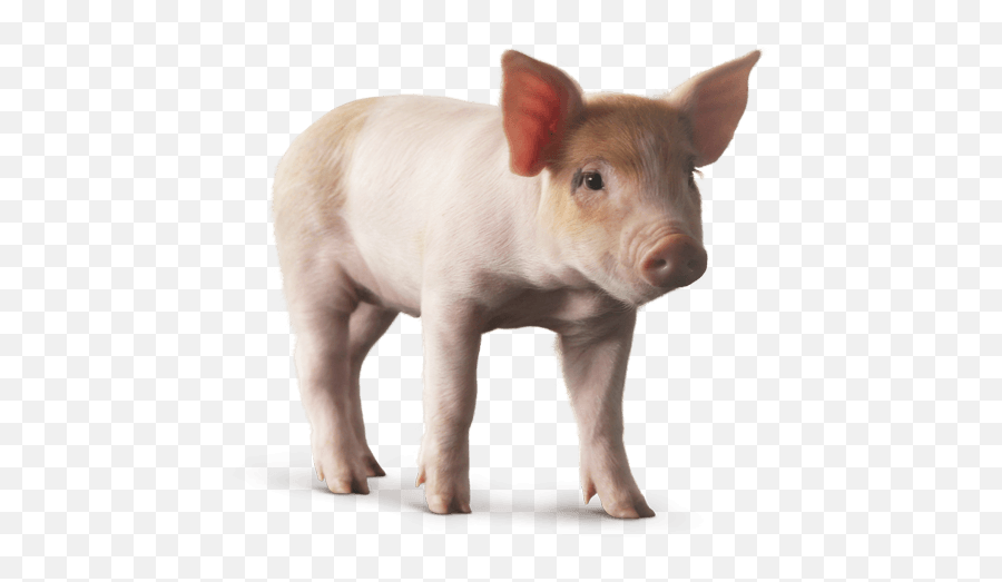 Pig Png Images Cartoon Pig Baby Pig - Baby Pig Transparent Background Emoji,Boar Emoji