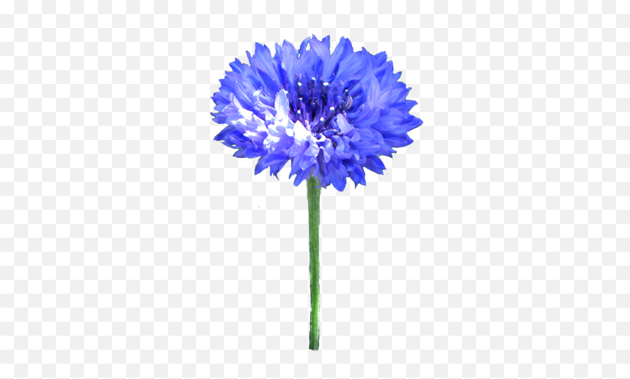 Drawing Botanical Transparent Png - Cornflower Clipart Emoji,Blue Flower Emoji