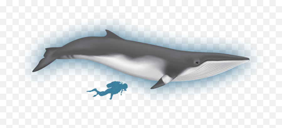 Orca Clipart Minke Whale Orca Minke - Common Dolphin Emoji,Orca Emoji