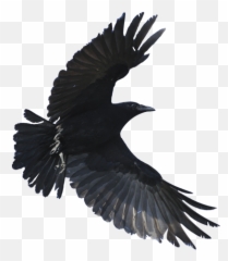 Creative Soorma - Flying Crow Transparent Background Emoji,Raven Bird Emoji