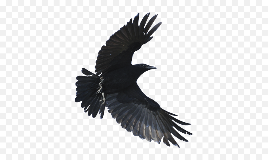 Creative Soorma - Flying Crow Transparent Background Emoji,Raven Bird Emoji