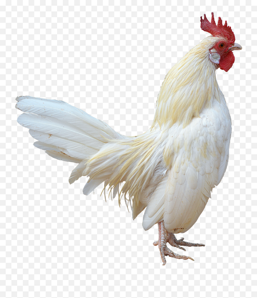 Chicken Rooster Hen - Chicken Emoji,Hen Emoji