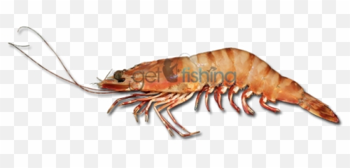 Qopo - American Lobster Emoji