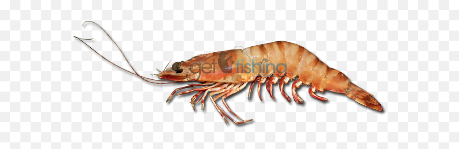 Qopo - American Lobster Emoji,Emoji Tiger And Shrimp