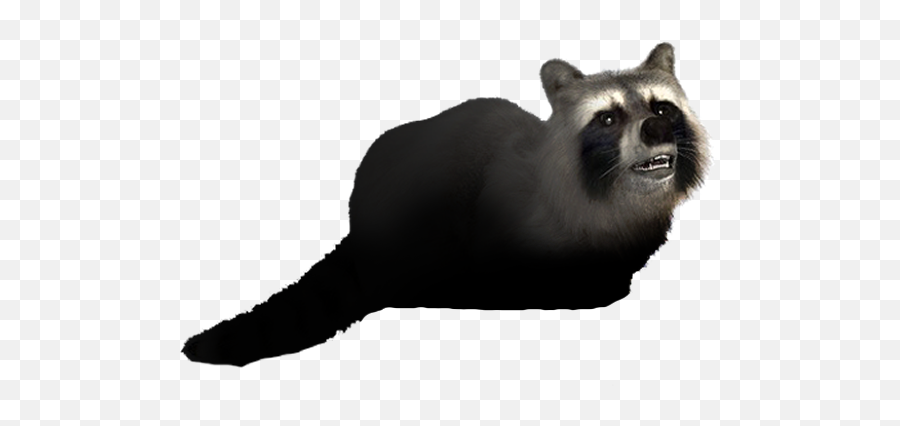Leeu0027s Wildlife Trapping Wildlife Trapping In The Tri - State Procyon Emoji,Raccoon Emoticon