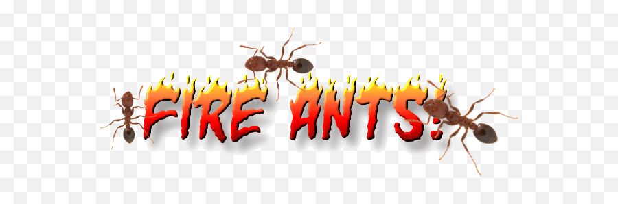 Red Imported Fire Ant Png Free Red - Kin La Emoji,Zzz Ant Ladybug Ant Emoji