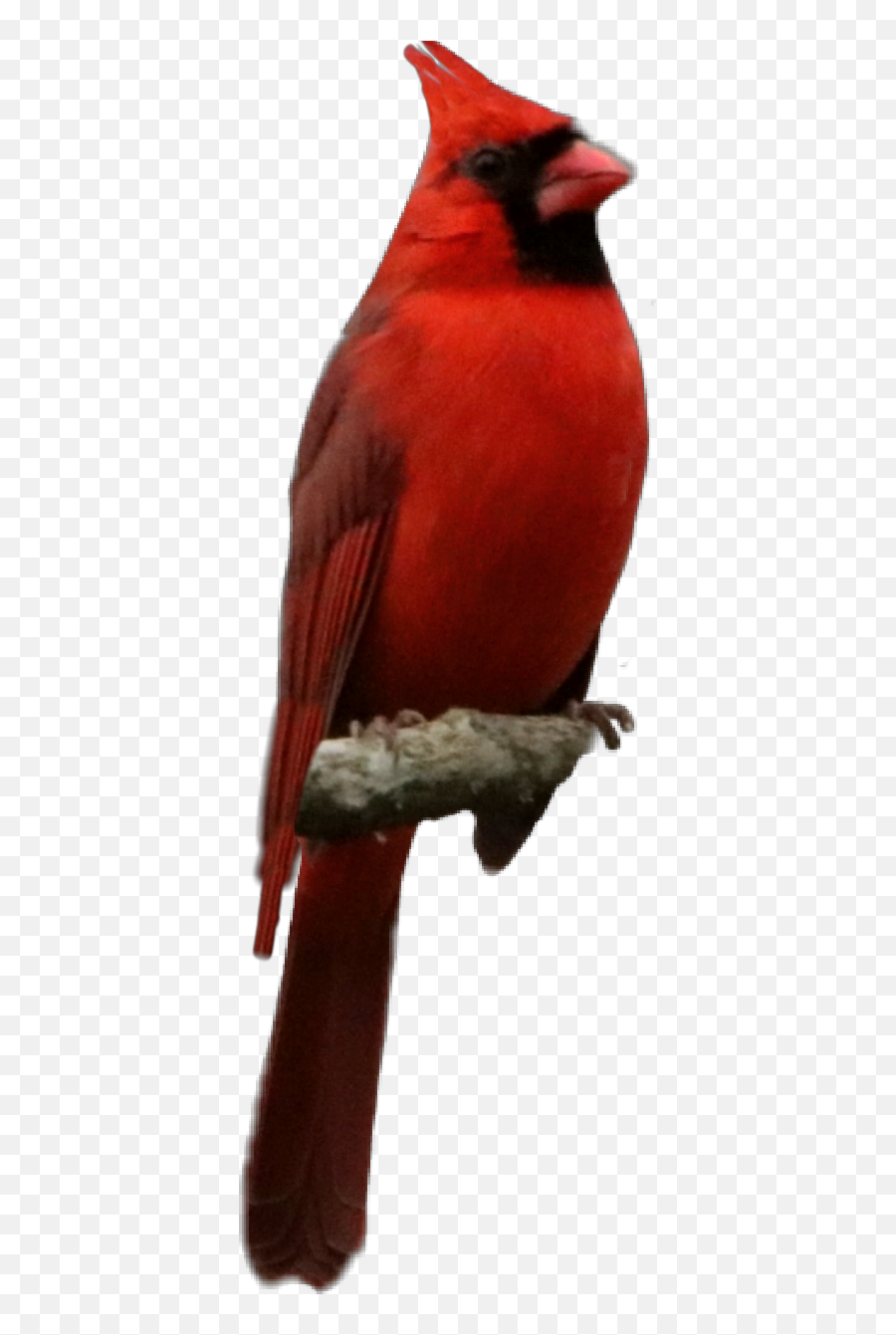 To - Northern Cardinal Emoji,Cardinal Bird Emoji