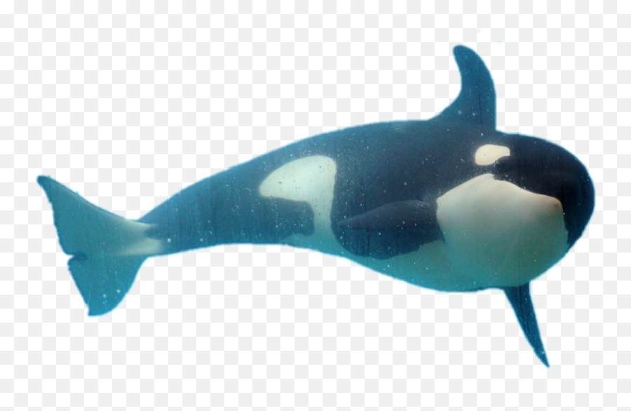 Orca Dolphin Whale Orque - Killer Whale Emoji,Orca Emoji