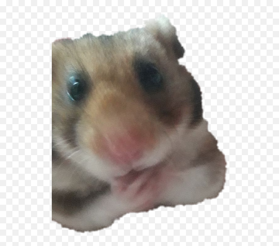 Hamster Hamsterface Hamsters - Hamster Emoji,Hamster Emoji
