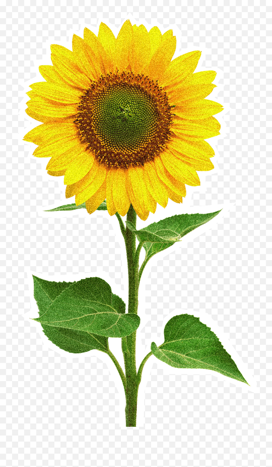 Sunflower Flower Clipart - Single Sunflower Images Hd Emoji,Sunflower Emoji Png