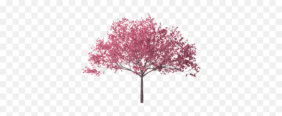 Blossom Png And Vectors For Free Download - Dlpngcom Transparent Cherry Blossom Tree Png Emoji,Sakura Blossom Emoji