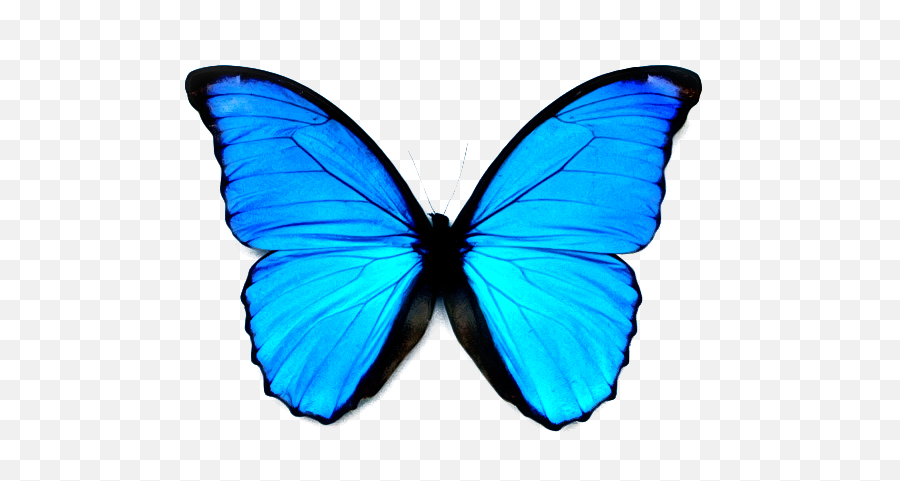 Blue Butterfly - Transparent Blue Butterfly Png Emoji,Blue Butterfly Emoji